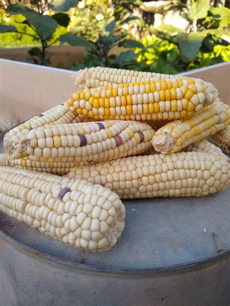 Waxy Corn Sticky Corn Glutinous Corn 100 Seeds Etsy