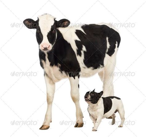 French Bulldog Running Next To A Veal 8 Months Old Walking In Front
