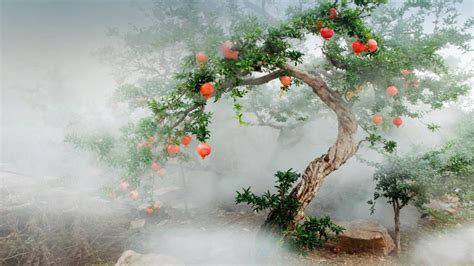 Bing Images Bing Images Pomegranate Trees 石榴树 © View Stockgetty