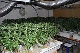 Photos of Growing Marijuana Indoors From Seeds
