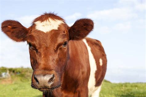 8 Scottish Cattle Breeds With Pictures Pet Keen