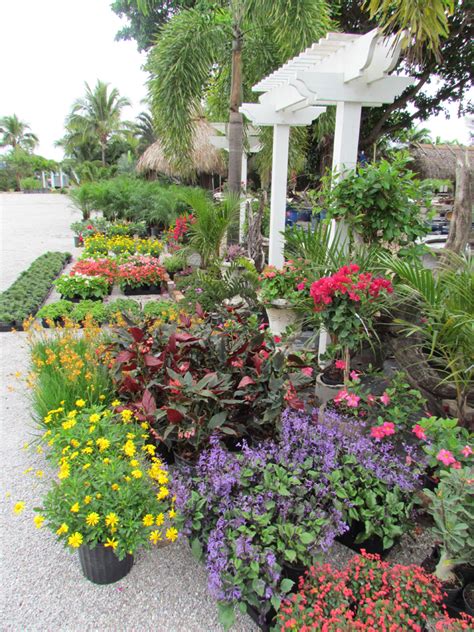 Bedding Plants Delray Garden Center