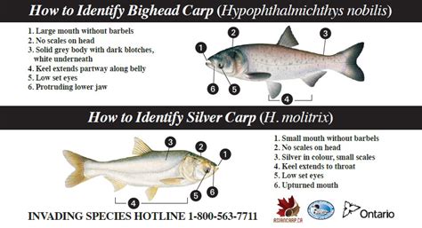 Virginia Tech Ichthyology Class What To Expect When Asian Carp Invade