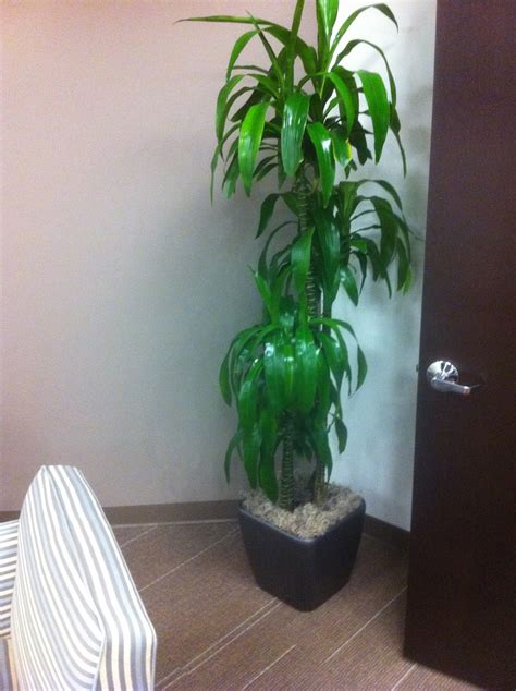 Why Use Narrow Corporate Office Plants In Your Boston Ma