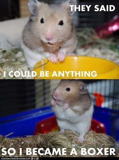 Pin By Kayla Brayley On Funnч 3 Funny Hamsters Cute
