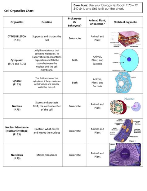 Animal Cell With Their Functions Organelle With Its Function Bing