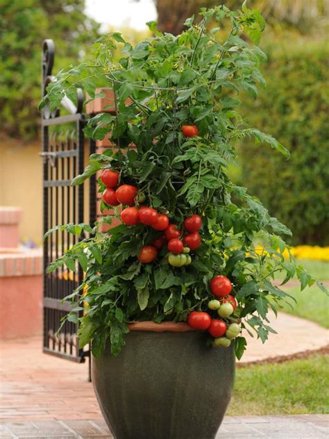 Tomato Varieties For Your Container Garden Growing