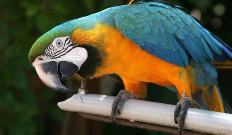 Colorful Parrot Species 7 Most Colorful Parrots Hutch And Cage