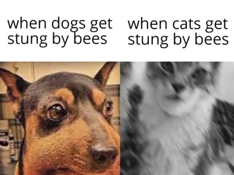 Giga Cat Coub The Biggest Video Meme Platform