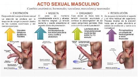 Blog de Evidencias de Fisiología Médica