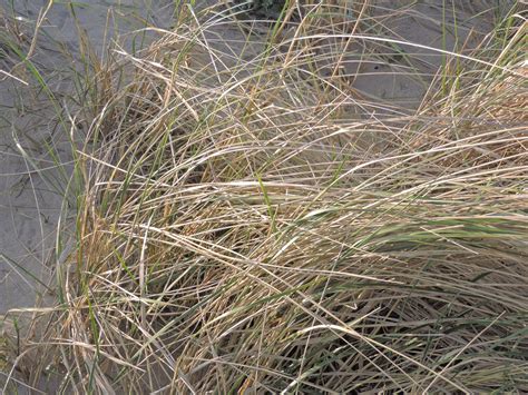 Free Images Beach Sand Lawn Prairie Flower Marram Grass