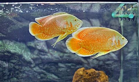 Ikan oscar ini juga masuk dalam keluarga cichlid, ikan ini juga termasuk dalam jenis ikan yang. Channa Orna - Marulioides