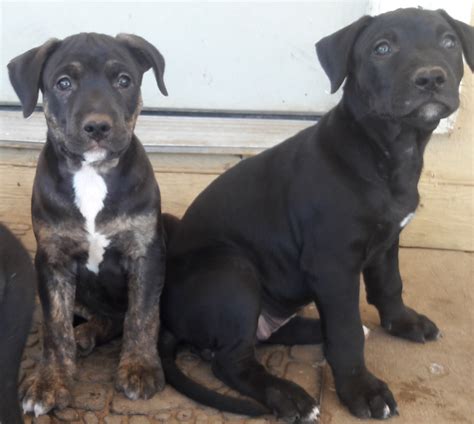 List 94+ Pictures Pictures Of German Shepherd Pitbull Mix Superb