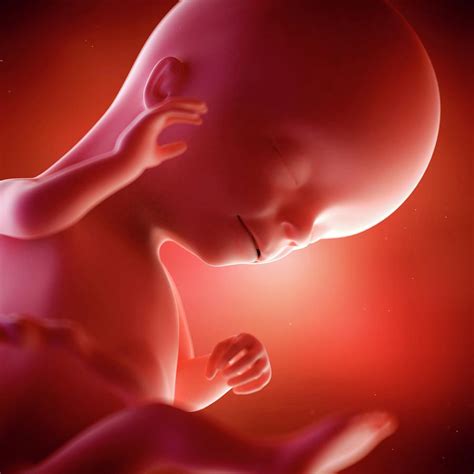 Human Fetus Age 16 Weeks Photograph By Sebastian Kaulitzkiscience