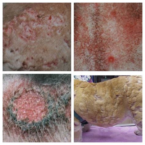 Guide To Canine Skin Diseases And Conditions Pictures And Dog Skin Advice