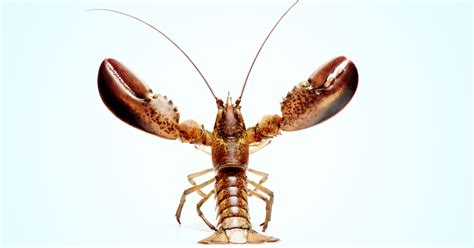 Lobsters Pee Out Of Their Faces Here S Why Snopes