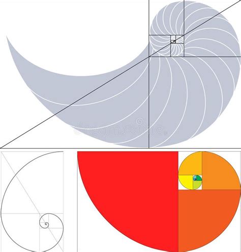 Golden Section The Ratio Of The Golden Section Vector Art