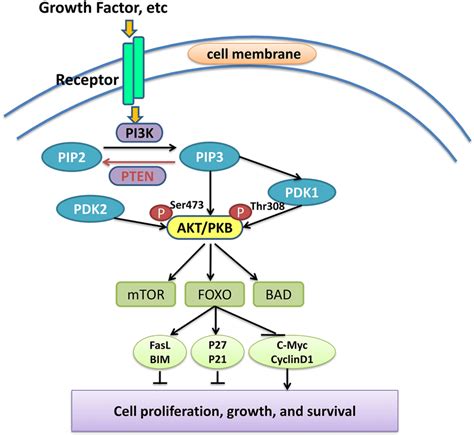 the pi3k akt foxo signaling pathway the pi3k akt pathway is the download scientific diagram