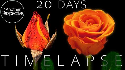 Life Cycle Of Growing Roses Timelapse 20 Days Youtube