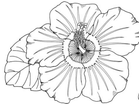 6 Sketsa Bunga Hitam Putih Blog Bontang