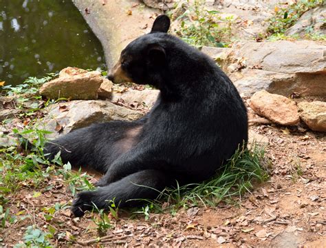 Black Bear Sitting Free Stock Photo Public Domain Pictures