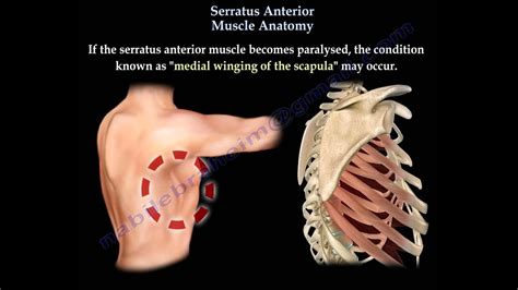 Serratus Anterior Muscle Anatomy Winged Scapula Everything You Need To Know Dr Nabil