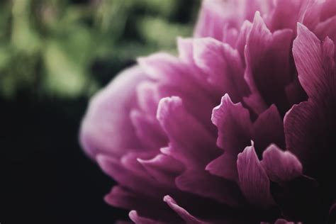 Download Close Up Flower Pink Flower Nature Peony 4k Ultra Hd Wallpaper
