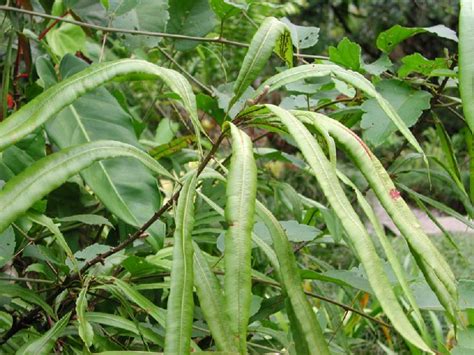 Oleandra Costaricensis Oleandraceae