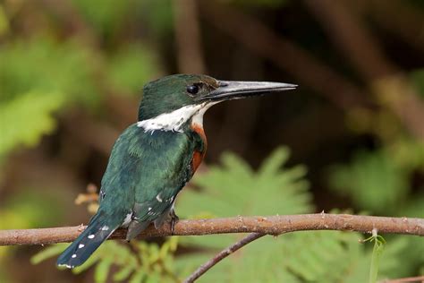 Green Kingfisher The Green Kingfisher Chloroceryle Americ Flickr