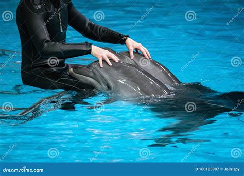 Touching Dolphin Stock Images Download 42 Royalty Free Photos