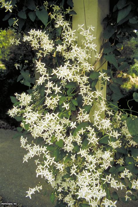 Sweet autumn clematis blooms in late summer and will persist through october. Sweet Autumn Clematis | Growing and Pruning | HGTV