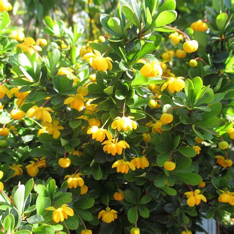 Gartenpflanzen bestellen haben sie eine wahl getroffen? Polsterberberitze - Berberis buxifolia Nana - Berberitzen ...