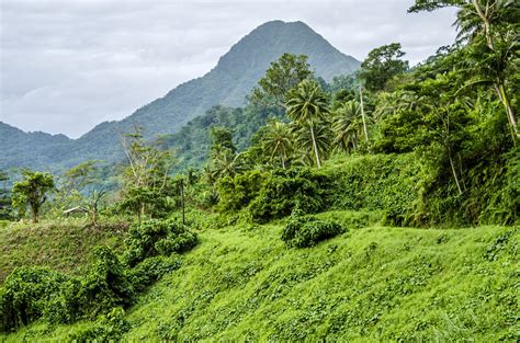 Lush Vegetation Upolu Samoa Charlotte Flickr