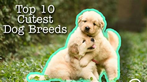 10 Best Cutest Dog Breeds Top 10 Cutest Dog Breeds Youtube