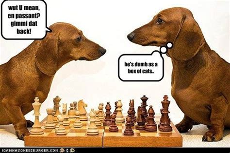 51 Best Chess Humor Images On Pinterest Chess Cartoons And Funny