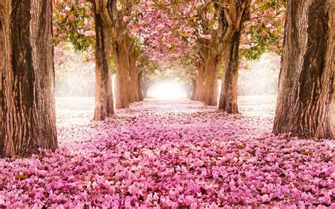 Download Pink Trees Wallpaper