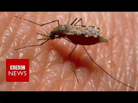 Why Is This African Village Letting Mosquitoes In Bbc News Youtube