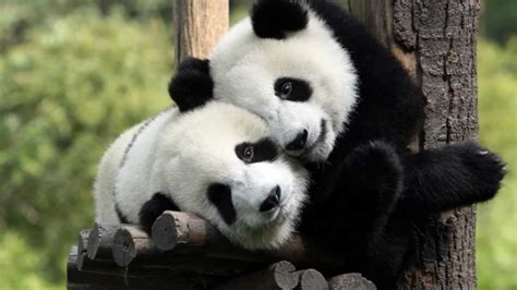 The Giant Panda Is No Longer An Endangered Species Sick Chirpse