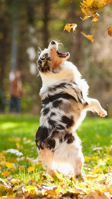 Wallpaper Dog Puppy Jumping Leaves Autumn Pet Green