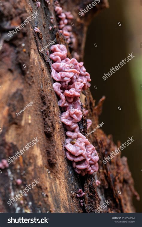 Ascocoryne Sarcoides Known Jelly Drops Purple Stock Photo 1595503000