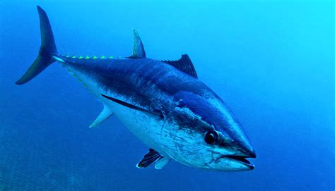 Tuna Fish Characteristics Properties Habitat And More