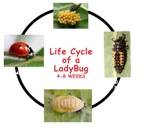 Ladybug Life Cycle Kids Growing Strong