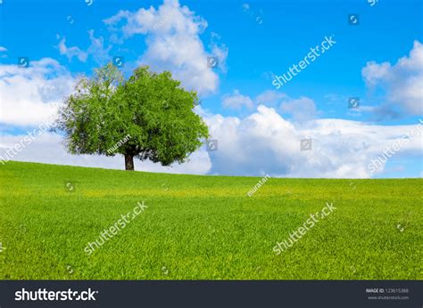 Beautiful Landscape And Lone Tree Stock Photo 123615388
