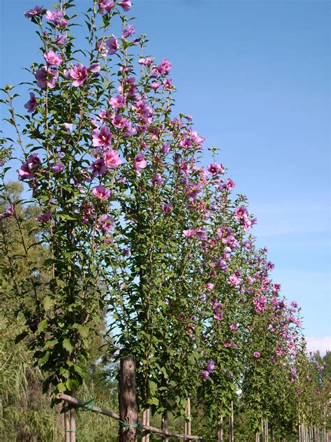 Hibiscus Syriacus Purple Pillar Gandini Santiago It Naturally Grows As