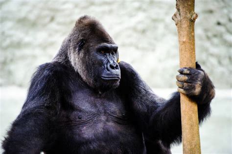 100 Gorilla Ears Pictures Stock Photos Pictures And Royalty Free Images