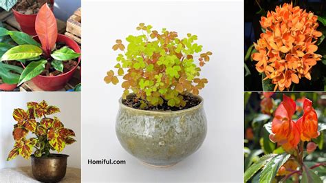 7 Amazing Orange Houseplant You Can Grow Design
