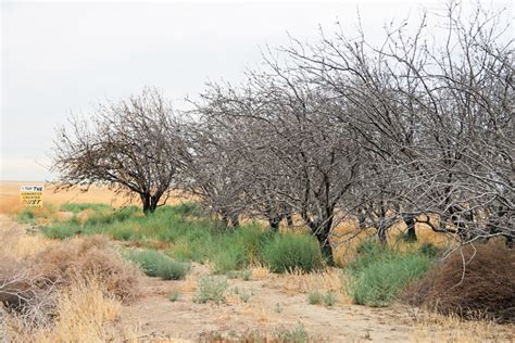 Napa county master gardeners have some suggestions that will thrive. Not Just a California Problem: Water Worries | myFarmLife.com