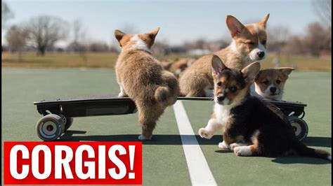 Cutest Corgi Puppies Compilation 2020 💗most Funny And Cute Corgi