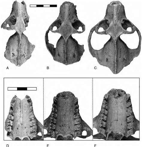 Station 3 Eocene Primates Adapids And Omomyids Anth 161