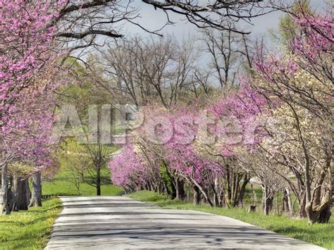 Learn about buying, planting and growing trees in iowa. Pin on blooming trees